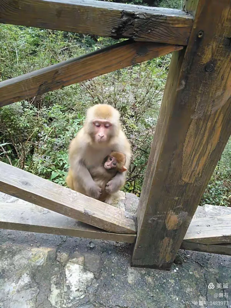 山西晋城莽河国家自然保护区猴山